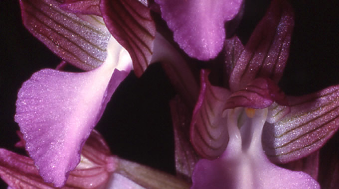 orchis papilionacea